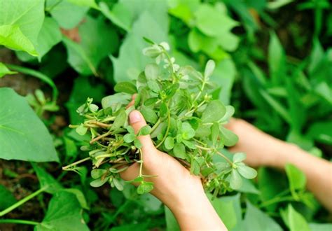 Purslane The Edible Weed With Extraordinary Health Benefits