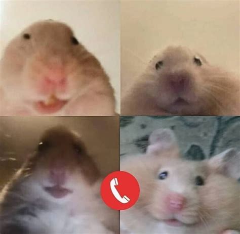 Meme Hamster En Llamada Meoloe