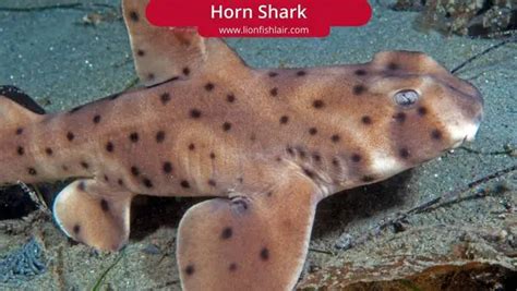 Here Are The Best Saltwater Aquarium Sharks Full List And Guide