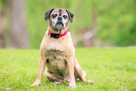 Bull Pug English Bulldog Pug Mix Info Pictures Facts Faq And More