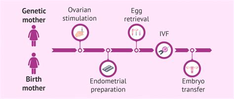 what is reciprocal ivf everything lesbian couples need to know