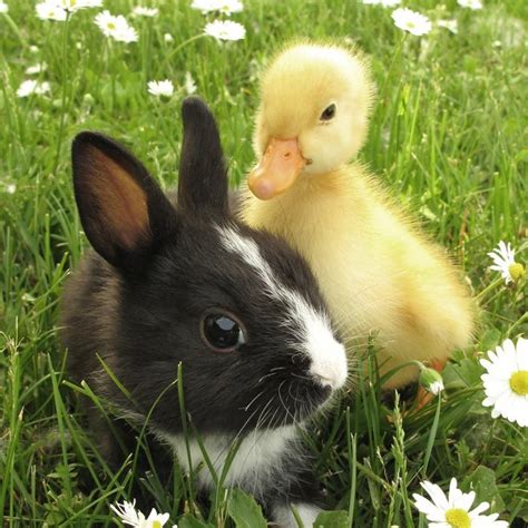 Meilleurs Amis Baby Animals Unlikely Animal Friends Cute Baby Animals