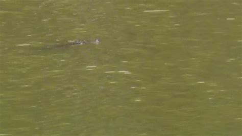 Alligator Spotted In Popular Chicago Lagoon