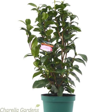 Buy Pink Flowering Camellia Plants Camellia Japonica Delivery By
