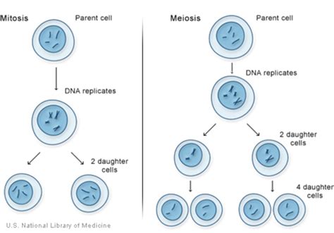 How Do Cells Divide Medlineplus Genetics