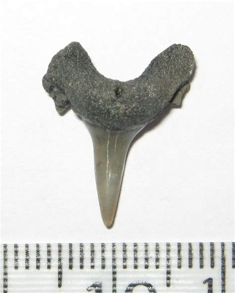 Lamna Nasus Shark Tooth 165 Mm Fossilwebhop