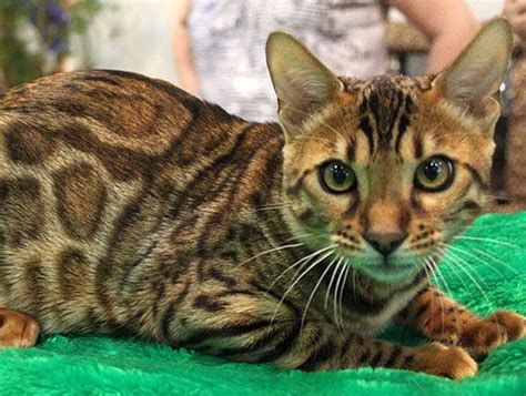 They love to play, are constantly moving around and love to be busy. Bengal Personality: Playful, very flexible, like water ...