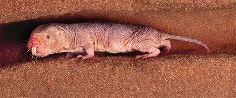 Longevity Secrets Of The Naked Mole Rat Endalldisease My XXX Hot Girl