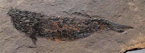 Palaeoniscus Permian Fish From Closed Mansfeld Quarry In Germany F119