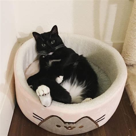 Check Out These 43 Cool Modern Fancy And Fab Cat Beds Your Feline