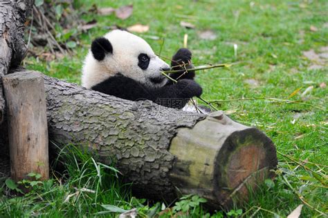 可爱的大熊猫吃竹子高清图片下载 正版图片506499488 摄图网