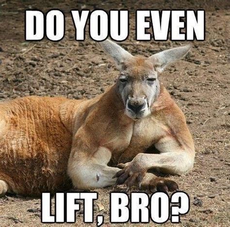 Do You Even Lift Bro Male Kangaroo Meanwhile In Australia Kangaroo