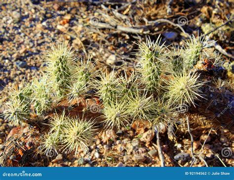 Prickly Baby Cactus Plants At Sunset In The Tucson Desert Stock Photo