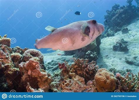 Puffer Fish On The Coral Reef Red Sea Stock Photo Image Of Black