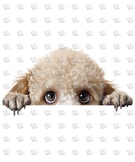 Poodle Dog Peeking Dog Dtf Transfer Transfer Gang