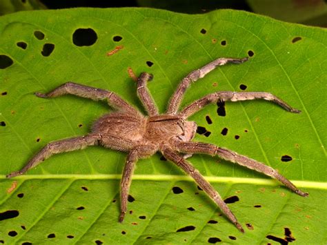 Wandering Spider Phoneutria Boliviensis Andreas Kay Flickr