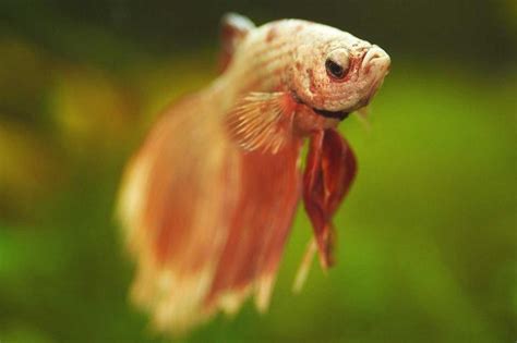 10 Signs Of A Sick Betta Fish And What To Do Lovetoknow