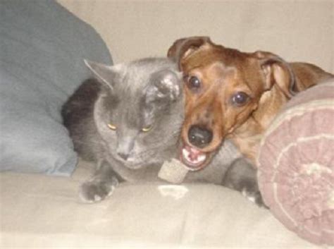 Ten Cats Who Hate Dogs And Are Not Afraid To Show It