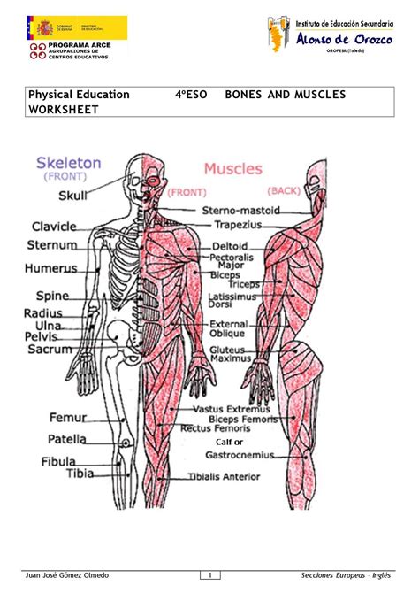 Bones And Muscles Worksheets For Grade 4 Pdf