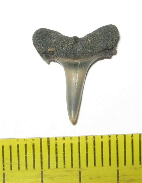 Lamna Nasus Shark Tooth 13 Mm Fossilwebhop