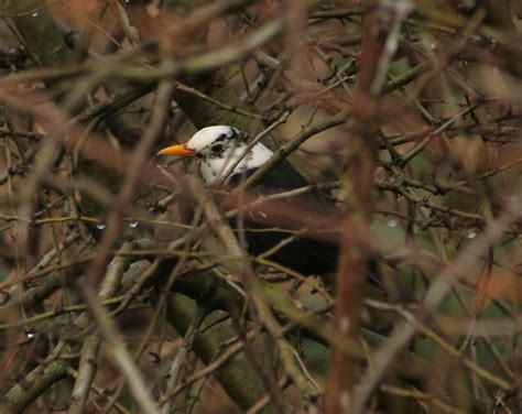 White Headed Blackbird I Spotted This Blackbird With A Whi Flickr