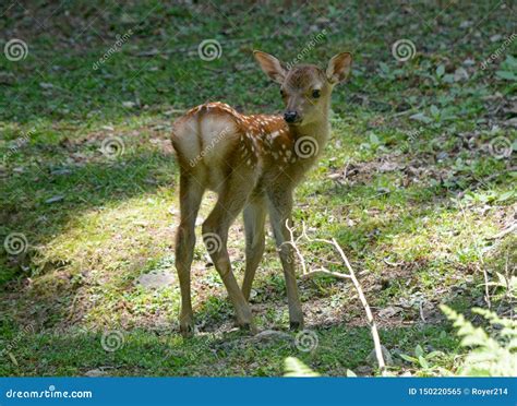 Baby Sika Deer Royalty Free Stock Image 30220654