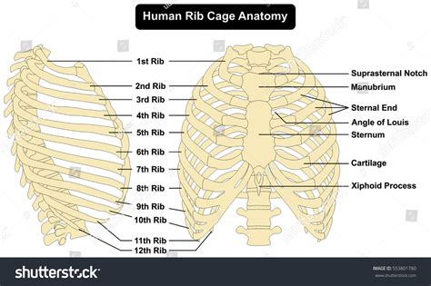 Function of the rib cage. Human Body Rib Cage Anatomy Anterior Stock Illustration ...