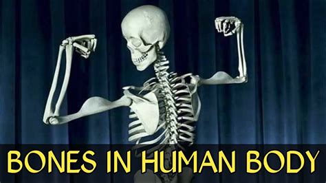 Bones In Humanbody Learn Name Of The Bones In Humanbody By Funny