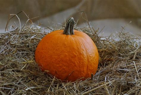 Pumpkin Fall Harvest Free Photo On Pixabay Pixabay