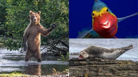 The Finalists Of Comedy Wildlife Photography Awards 2020 Will Make You Laugh World News