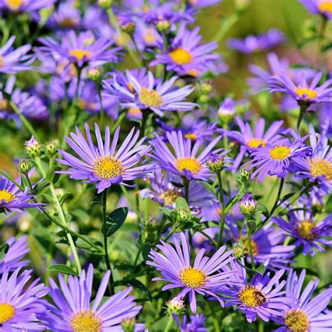 Buy Aster Michaelmas Daisy From £250 2022 Plant Sale