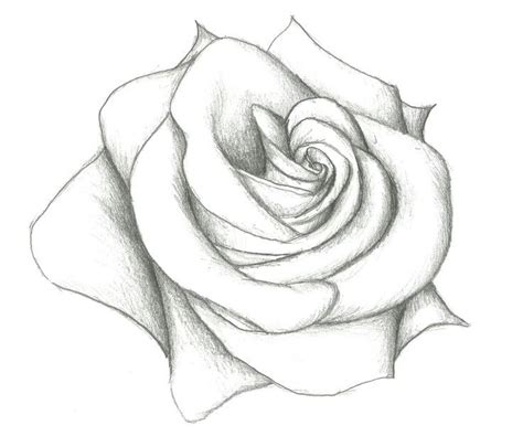 Pin By Yulissa Polanco On ∂яαωιиgѕ Flower Sketches Roses Drawing