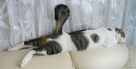 Cute Cats Sleeping In Unbelievably Funny Poses And Places Volganga