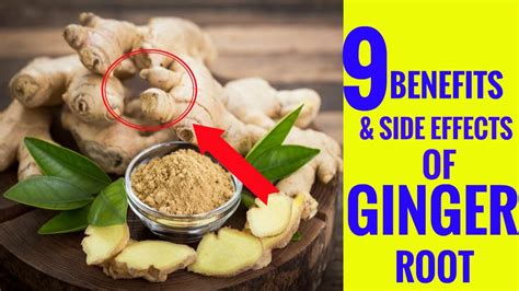 Black ginger extract may be a healthy alternative to some traditional medications that may have side effects. Ginger Benefits and Side Effects: 9 Use Of Using Ginger ...