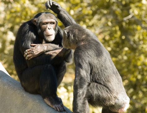 Chimpanzees Live In Large Groups Called Communities They Can Act Just