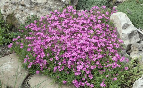 Der teppich phlox bietet dir die möglichkeit, steingärten, wegränder und trockenmauern einen unverwechselbaren farbakzent zu verleihen. Blauer Teppich Phlox