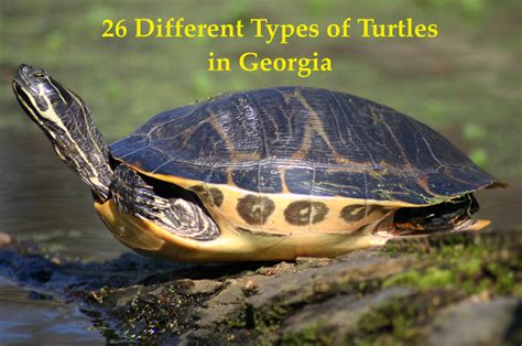 26 Types Of Turtles In Georgia Laws In Georgia Yardpals