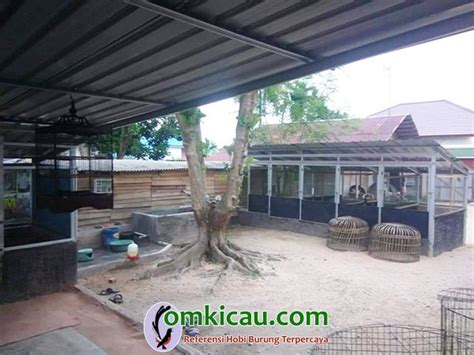 Ayam bangkok merupakan ayam istimewa karena banyak dijadikan sebagai ayam aduan. Indiana King Farm, salah satu pelopor ternak ayam aduan ...