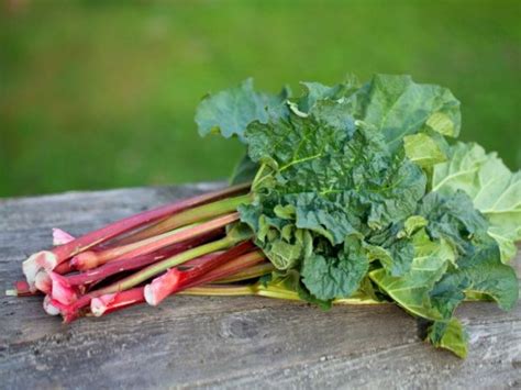 Rhubarb Benefits Nutrition And Uses Organic Facts