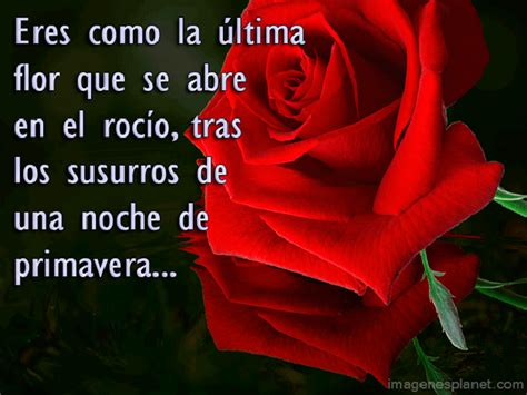 Rosas Con Poemas De Amor Para Celular Poems Google Rey Risotto Grace Quotes You Are