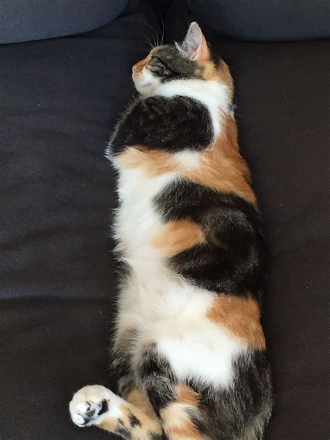Pin On Calico Cats