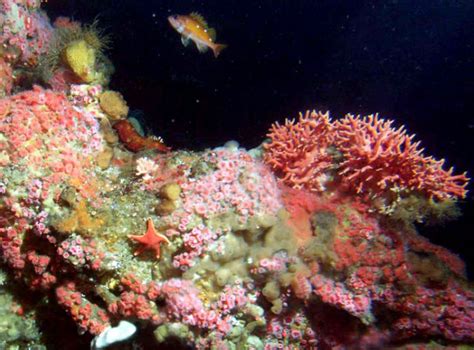 Deep Sea Corals Smithsonian Ocean