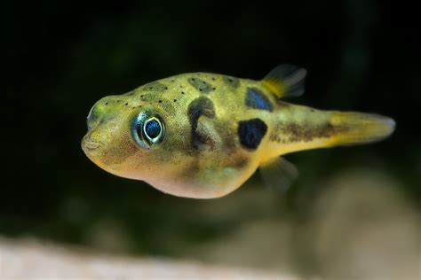 Freshwater Puffer Fish Mates Ape Aquarium Fish