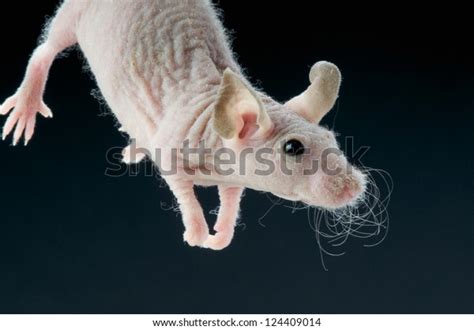 imágenes de Nude mice Imágenes fotos y vectores de stock
