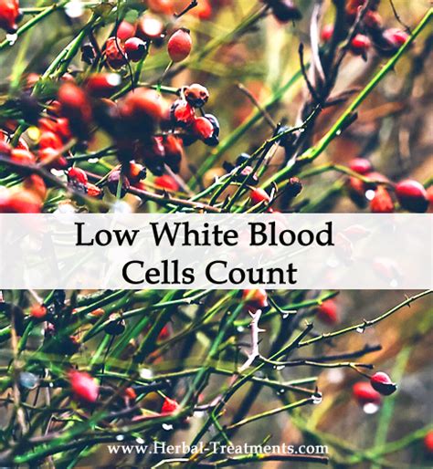 Herbal Medicine For Low White Blood Cells Count Avnayt And Walthams