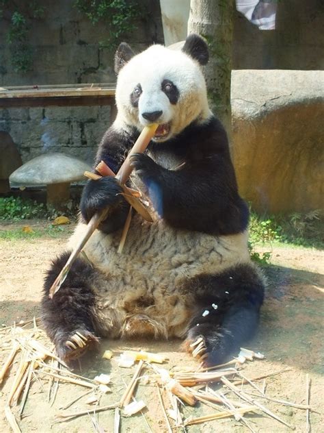 10 Oldest Pandas In The World