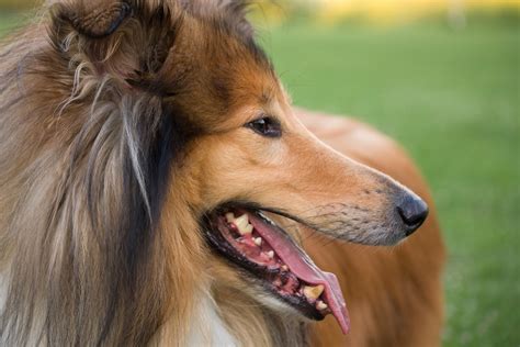 Rough Collie Dog Free Stock Photo Public Domain Pictures