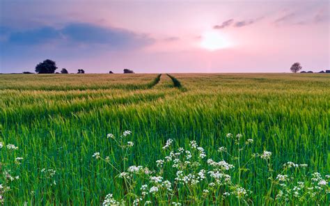 Nature Scenery Grass Flowers Summer Wallpaper Nature And Landscape