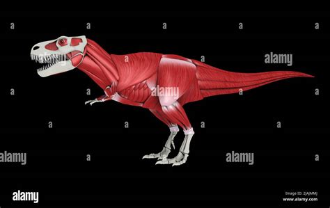Muscular System Of Tyrannosaurus Rex Side View Stock Photo Alamy