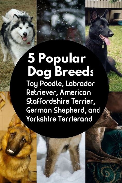 5 Dog Breeds That Are Widely Renowned Around The Globe Liz Love Pets
